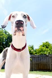 Puppies don't come up a lot in rescue & rehoming, so if you're looking for a puppy, please consider purchasing from a registered and ethical breeder. Great Dane Puppies Florida Rescue Guide At Puppies Www Addlab Aalto Fi