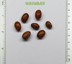 Image result for Phaseolus vulgaris