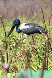 Black Necked Stork Jabiru Ephippiorhynchus Asiaticus Mary River Northern Territory Australian Animals Australia Animals Wildlife Tour
