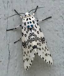 Black And White Spotted Moth Ontario Pin By Julie Ounanian On Gardening Flowers Leopard Moth Giant Leopard Moth Insects