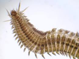 Image result for Eulalia polyneura