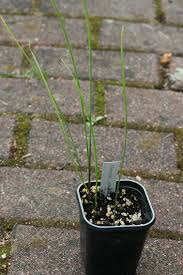Image result for Moraea spathulata