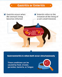 Considering that your cat uses his tongue as toilet paper, a brush and washcloth, it's no wonder the occasional whiff of bad breath floats your way. Causes Of Vomiting Diarrhea In Cats Canna Pet
