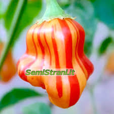 Image result for Capsicum baccatum