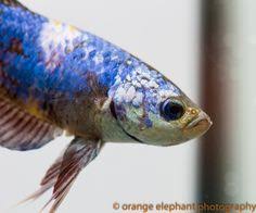 Giant x giant = in general, giants are genetically unstable. 20 Koi And Giant Bettas Ideas Betta Betta Fish Siamese Fighting Fish