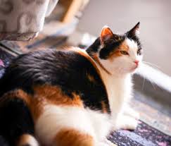 Our reviews include royal canin diabetic cat food, purina diabetic cat food. 9 Ways Being Overweight Can Hurt Your Cat