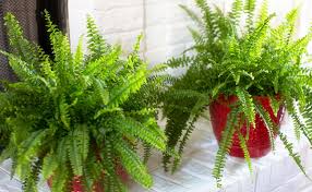 Important note about plant availability. Houseplants That Will Absorb Humidity In Your House