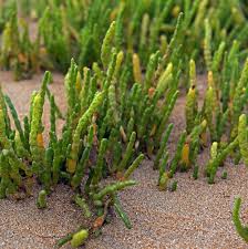 Image result for Sarcocornia