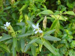 Image result for Megalochlamys hamata