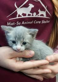 We also take in unexpected/unplanned litters from the public and spay the mom so that no more accidents happen.all of the dogs and puppies rescued are spayed or neutered. Matanuska Susitna Borough Animal Shelter