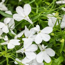 Image result for Lobelia fervens