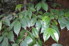 Image result for Canthium