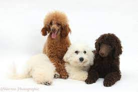 Check spelling or type a new query. Free Download Dogs Bichon Standard Poodle Pup And Adult Toy Poodle Photo Wp36079 1404x934 For Your Desktop Mobile Tablet Explore 49 Standard Poodle Wallpapers Toy Poodle Wallpaper Pink Poodle