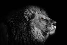 صور اسد ابيض واسود | Lion wall art, Black and white lion, African lion