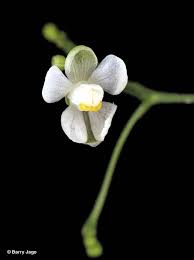 Image result for Cardiospermum halicacabum