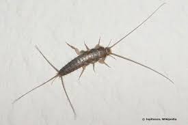 Den ich natürlich auch gerne hätte, wäre da nicht meine panische angst vor den silberfischen. Silberfische In Der Wohnung Was Tun Gegen Silberfischchen Im Bad