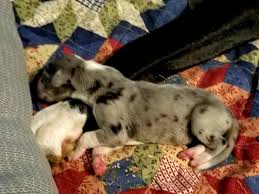 We will be having a litter at the end of october this will be our third litter. Great Dane Puppies Harlequins Mantles Merles Adventures