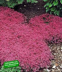 Baldur Garten Winterhart Bodendecker Thymian Thymus 3 Pflanzen Polsterthymian Thymian Pflanze Winterhart Afmganlegen Bodendecker Pflanzen Garten