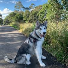 Dijual 4 ekor alaskan malamute 2 jantan, 2 betina (keturunan imp. Im 4 5 Months Old Now And I Weigh Around 19kg What About You Guys I Would Love To Know