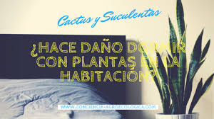 Un buen ejemplo de ello son las semillas de chía, el maca, la espirulina o el kale, entre otros, los cuales forman parte de la dieta de más concretamente, hablamos del nopal, una especie de cactus muy presente en la gastronomía mexicana y que es rica en vitaminas a, b, e y c, y minerales como. Es Bueno Dormir Con Cactus En La Habitacion Plantas