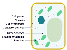Do plant cells have cell membranes. Plant Cells By Stella Cross