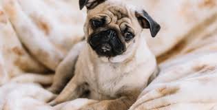 We did not find results for: Sang Dans Les Selles De Mon Chien Faut Il S Inquieter