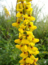 Image result for Crotalaria barkae