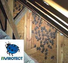 Human ears all over the world have been twitching with a longing hunger for something different. Get Rid Of Bats In Your Attic And Let Nvirotect Can Help You Do It