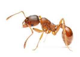 Black Ant Sugar Ant Bites Pictures Pin On Ants