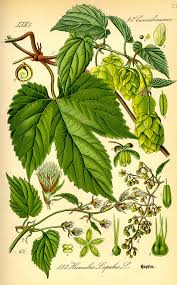 People use sarsaparilla for skin diseases, rheumatoid arthritis (ra), kidney disease, sexually transmitted diseases, and many other. Humulus Lupulus Wikipedia La Enciclopedia Libre