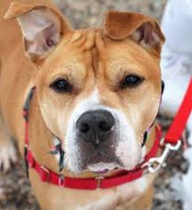 West main street & thomaston avenue. Leasing Your Pet Ct Senate Wants To Ban That Greenwichtime