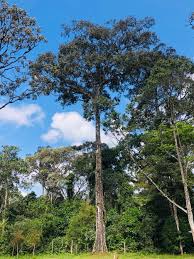 Image result for Pouteria adolfi-friedericii