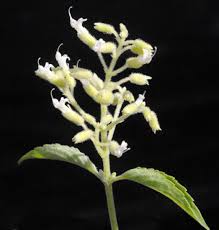 Image result for Hoslundia