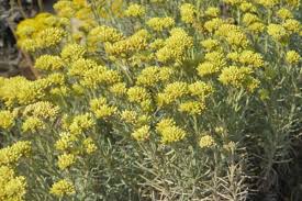 Image result for Helichrysum lastii