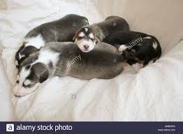 Four Chart Polski Dog Puppies Sleeping Stock Photo