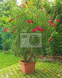 Check spelling or type a new query. Roter Oleander Im Garten Fototapete Fototapeten Nerium Oleander Blutenstand Myloview De