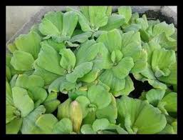 We did not find results for: Jual Harga Spesial Daun Tanaman Enceng Eceng Gondok Apu Apu Murah Aquascape Aquarium Sedia Di Lapak Mbah Buyut Bukalapak