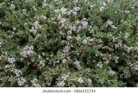 Image result for Eriocephalus