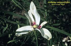 Image result for Antizoma angustifolia