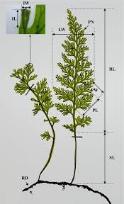 Image result for Vandenboschia