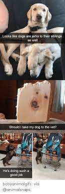 It became popular in 2017 after the united states senate voted to require senator elizabeth warren to stop speaking during the confirmation of senator jeff sessions as u.s. Looks Like Dogs Are Jerks To Their Siblings As Well Should I Take My Dog To The Vet Prop Pro Pia He S Doing Such A Good Job Babyanimalgifs Via Dogs Meme