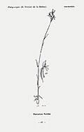 Image result for Platycoryne protearum