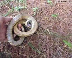 Snake Trying Way Too Hard To Play Dead Find And Share Funny Animated Gifs Snakes Funny Cute Funny Animals Funny Animal Pictures