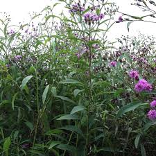 Image result for Vernonia glabra