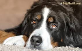 Over the past few decades there has been an the following symptoms of stomach cancer in dogs are typically absent until the disease. Dog Stomach Cancer Symptoms Causes And Treatment Explained