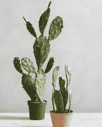 The table below lists examples of other succulents that resemble. How Long Do Cacti Live Guide With Pictures Succulents Network