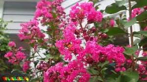 Maybe you would like to learn more about one of these? Spotlight Pink Velour Crape Myrtle Most Cold Hardy Crape Myrtle I Have Tropical Plant Party Youtube