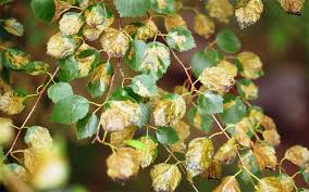 Leaf spot diseases should be taken seriously if they result in moderate to complete leaf loss two to four years in a row. Common Birch Tree Pests Canada S Local Gardener Magazine