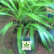 Nah, selain daun pandan wangi, warna hijau juga dapat dihasilkan dari ekstrak daun suji. Jual Bibit Tanaman Daun Suji Pohon Daun Suji Pewarna Makanan Alami Kab Bogor Barayatani Tokopedia