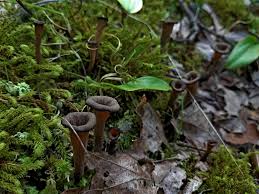 Image result for Craterellus fallax